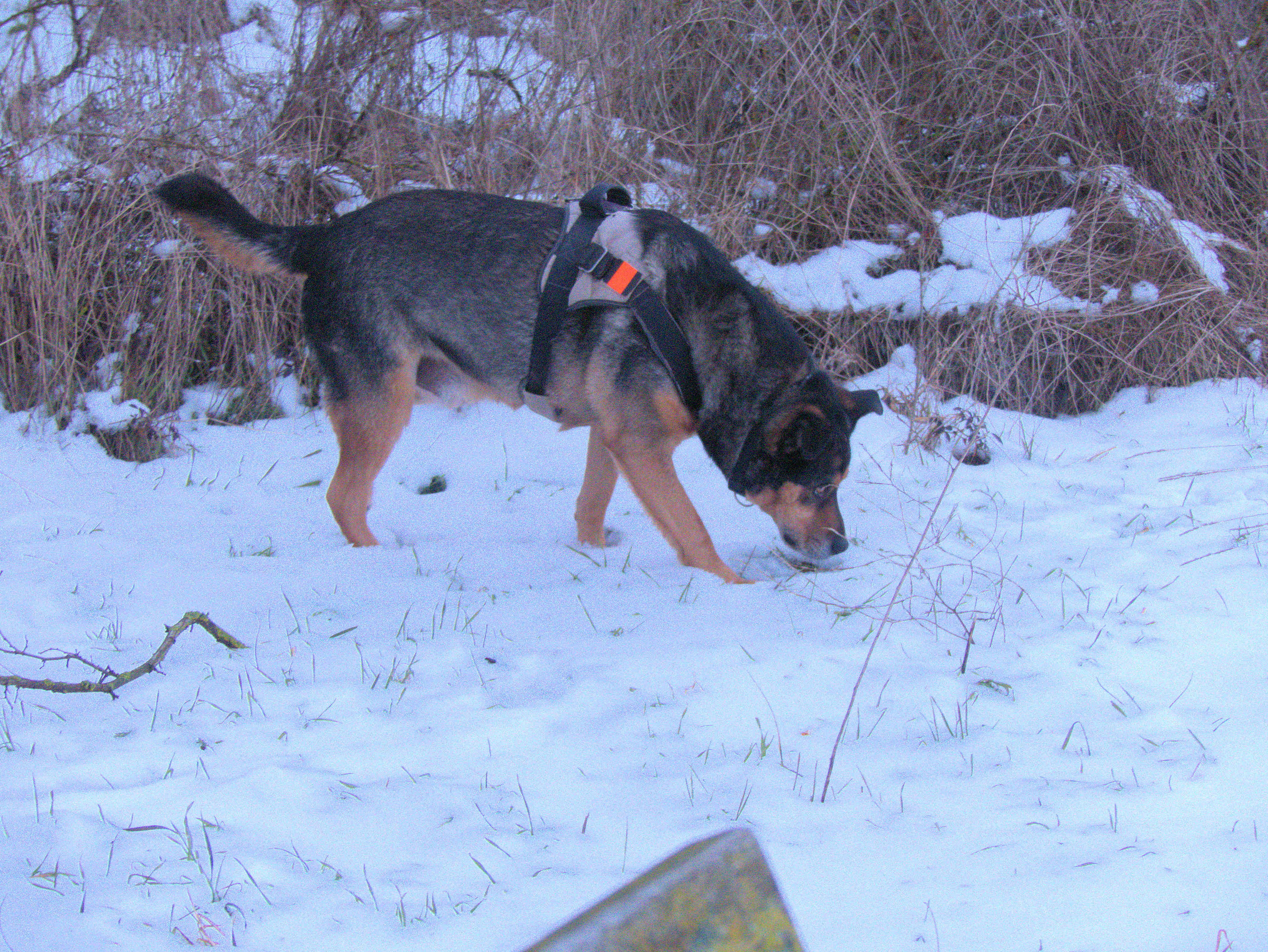 Anfang Februar 2026 am Pfarrberg