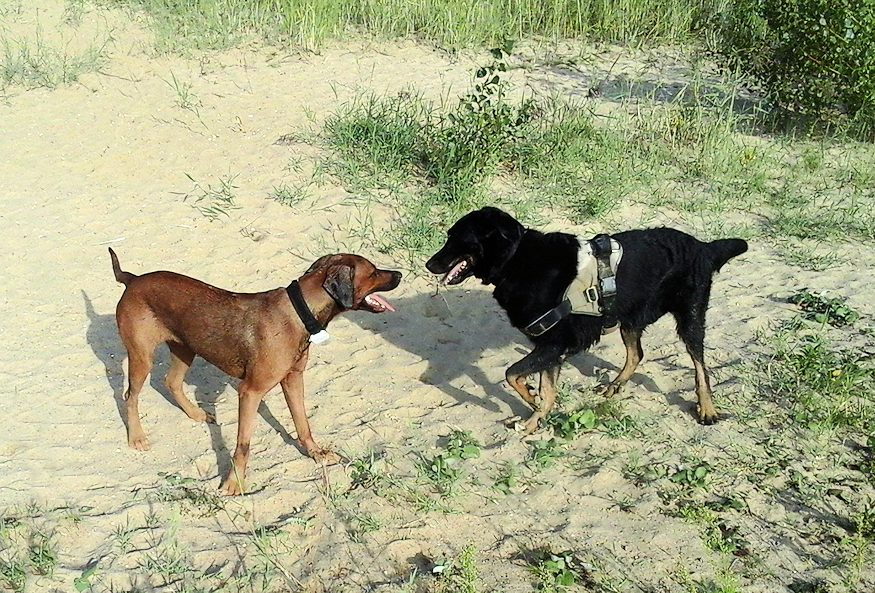 Wilma und Beagan am 03.09.2022 in der Sandgrube